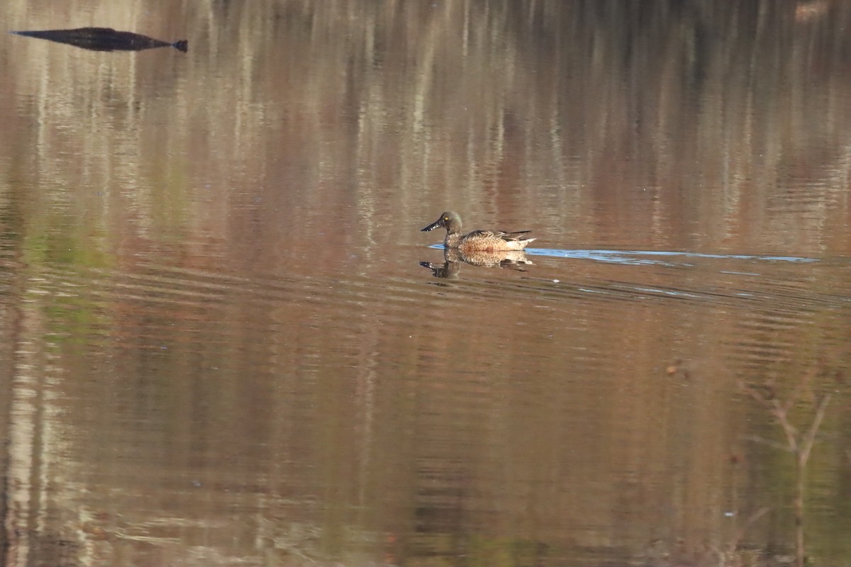 eBird Checklist 18 Nov 2022 Stumpy Lake Natural Area 48 species