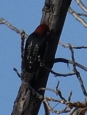 Red-breasted Sapsucker - ML505019891