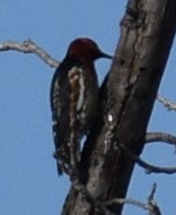 Red-breasted Sapsucker - ML505019991