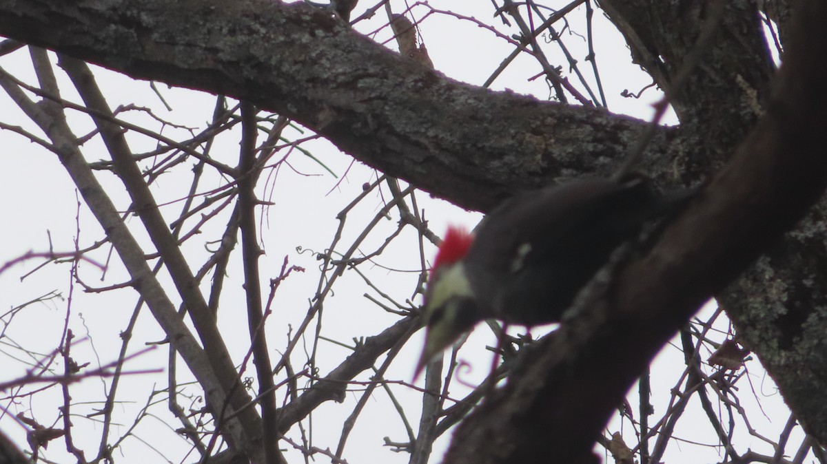 Pileated Woodpecker - Gregory Allen