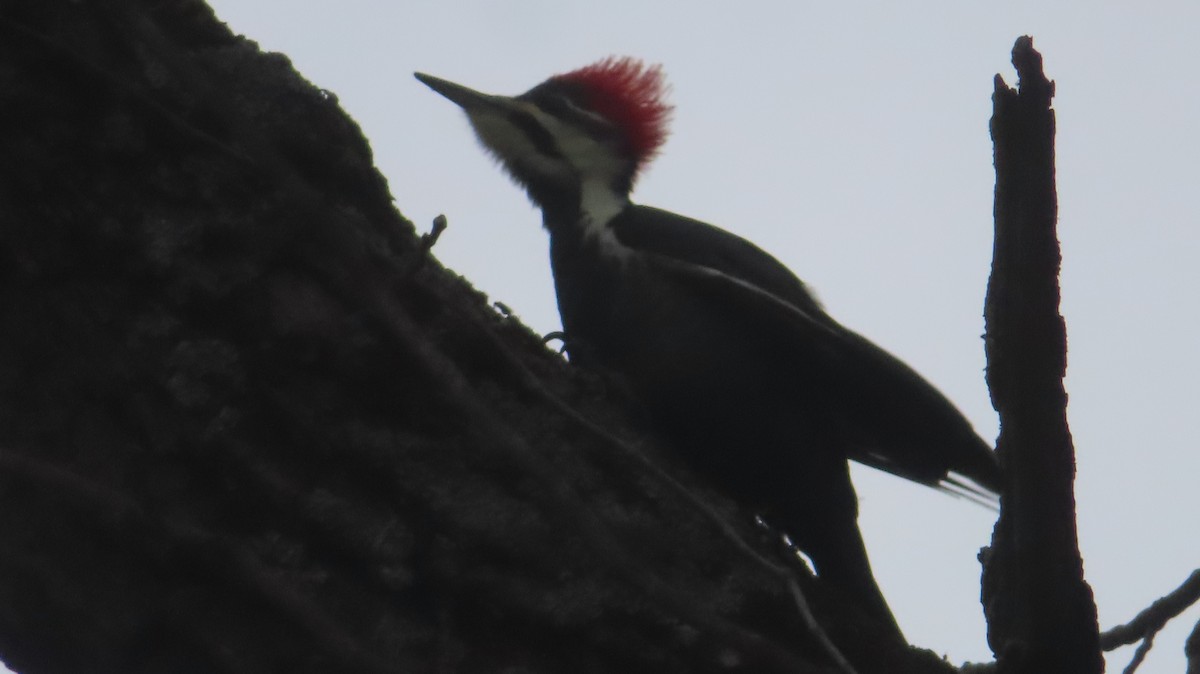 Pileated Woodpecker - ML505021261