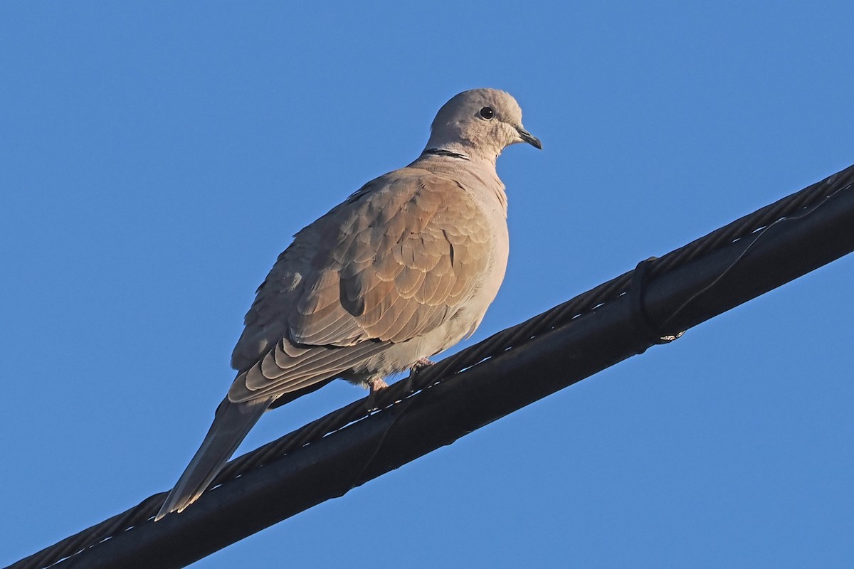 Eurasian Collared-Dove - ML505027891