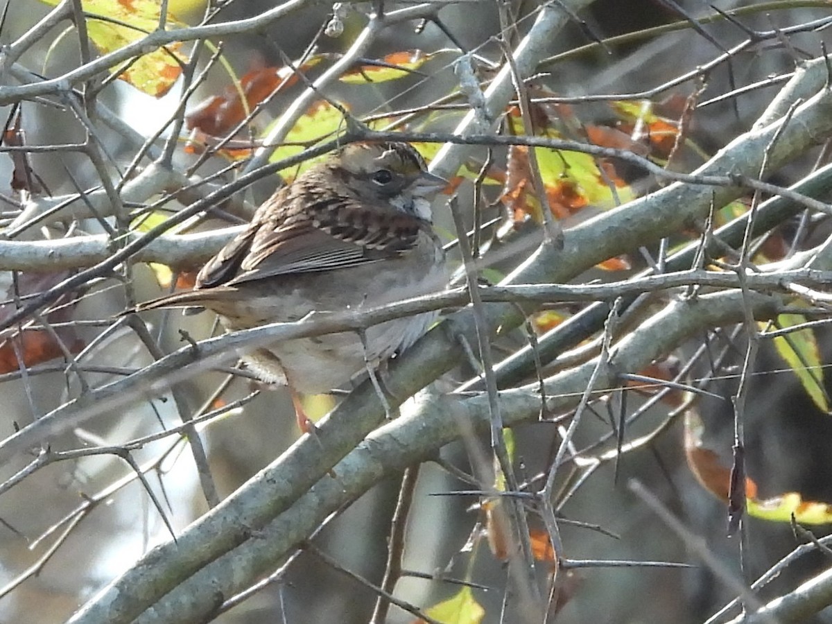 White-throated Sparrow - ML505028141