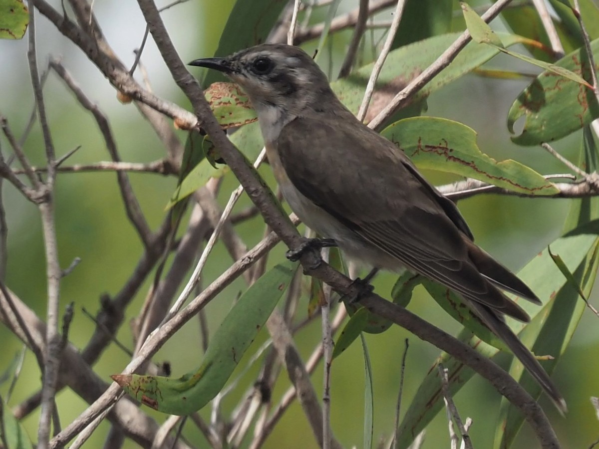 Black-eared Cuckoo - Magen Pettit