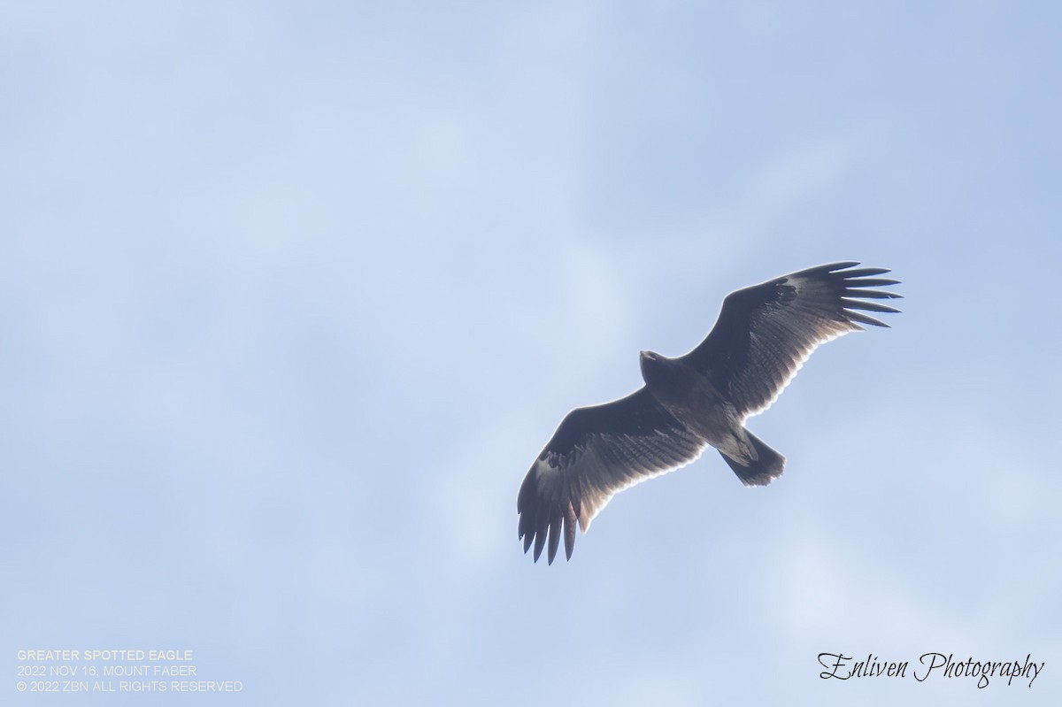 Greater Spotted Eagle - ML505035491