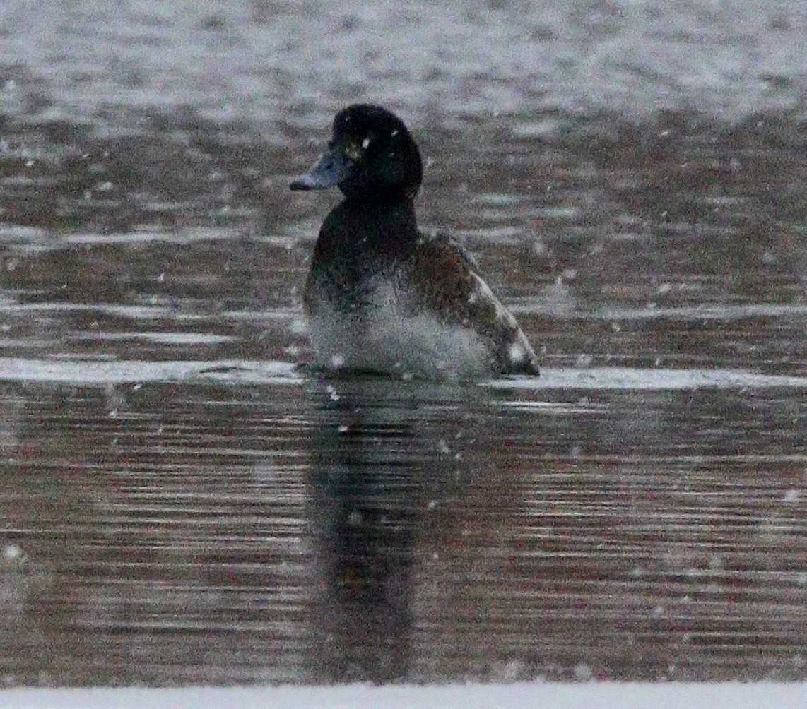 Greater Scaup - ML505036241