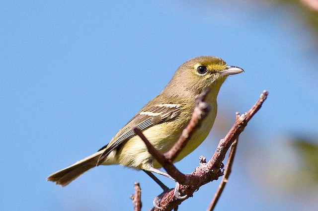  - Thick-billed Vireo - 