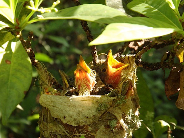 Thick-billed Vireo nestlings in nest - Thick-billed Vireo - 