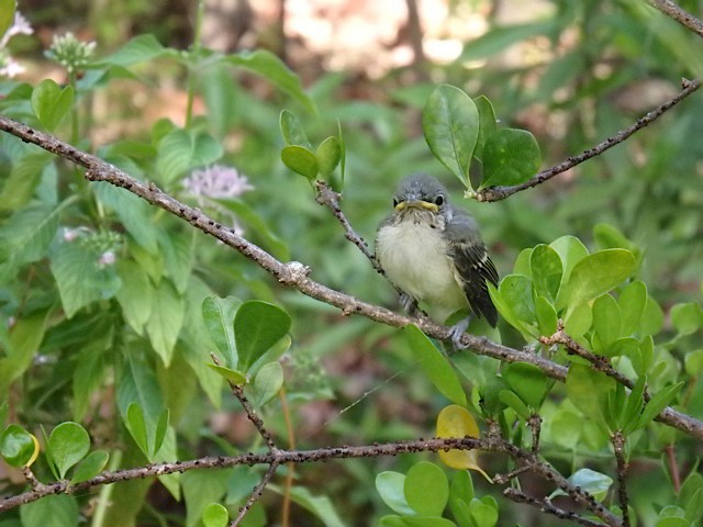 Thick-billed Vireo fledgling - Thick-billed Vireo - 