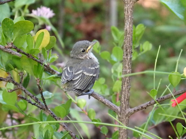 Thick-billed Vireo fledgling - Thick-billed Vireo - 