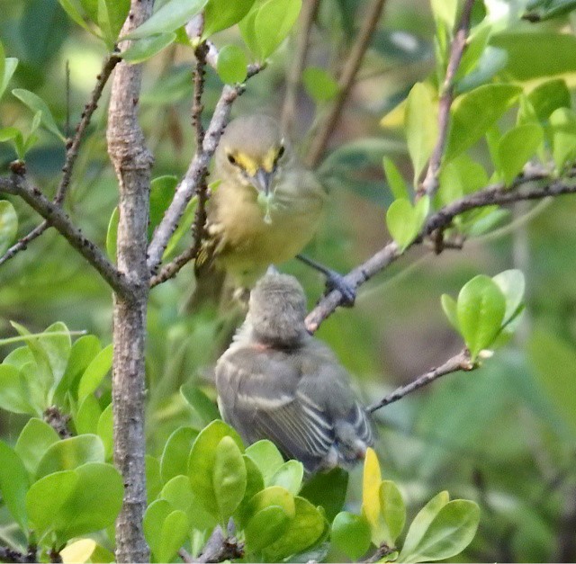 Thick-billed Vireo feeding fledgling - Thick-billed Vireo - 