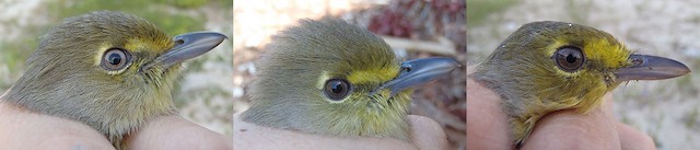 Thick-billed Vireo. From left to right: small (image taken: 1/112013), moderate (image taken: 1/202013), and large (image taken: 10/21/2011) amount of yellow on face - Thick-billed Vireo - 