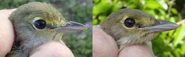 Thick-billed Vireo juvenile head plumage (left; image taken 9/4/2011, right; image taken 9/6/2011) - Thick-billed Vireo - 
