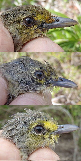 Thick-billed Vireo adults in full head molt (left: image taken 9/6/2011; middle: image taken 9/9/2011; right: image taken 9/29/2011) - Thick-billed Vireo - 