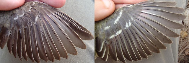 Thick-billed Vireo adult wing molt. Left: before molt (note worn wing coverts)(Image taken 9/4/2011). Right: after molt (all feathers fresh)(Image taken 1/30/2013). - Thick-billed Vireo - 
