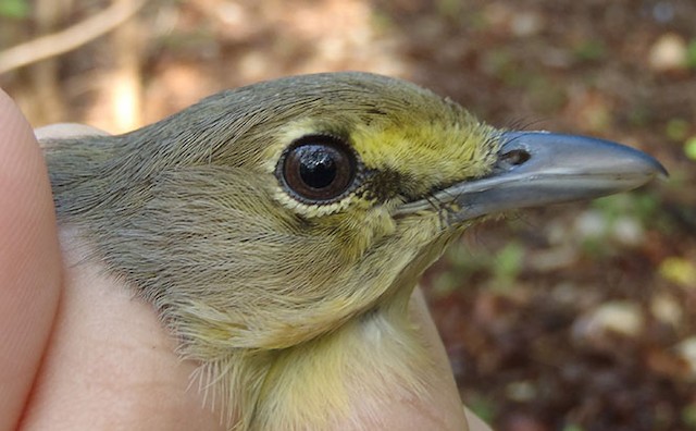 Thick-billed Vireo hatch-year plumage (although technically SY) - Thick-billed Vireo - 
