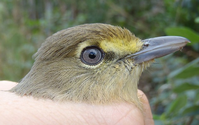 Thick-billed Vireo adult plumage - Thick-billed Vireo - 