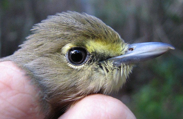Thick-billed Vireo adult male - Thick-billed Vireo - 