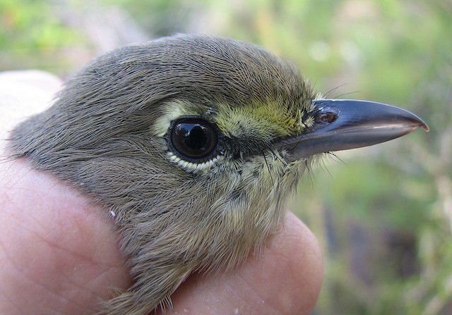 Thick-billed Vireo adult female - Thick-billed Vireo - 