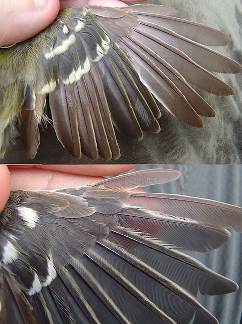 Thick-billed Vireo adult wing in active molt. (Left: image taken 9/3/2011; Right: image taken 9/29/2012) - Thick-billed Vireo - 