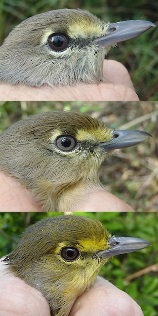 Thick-billed Vireo adult gray (image taken 10/18/2012), beige (image taken 11/6/2012), and yellow (image taken 9/6/2012) head - Thick-billed Vireo - 