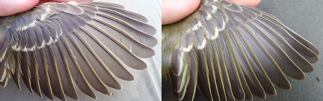 Thick-billed Vireo juvenile wing (Lef: image taken 9/4/2011; Right: image taken 9/6/2011) - Thick-billed Vireo - 