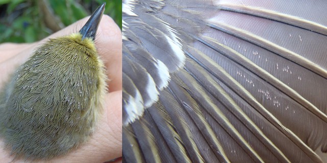 Thick-billed vireo mites on head (left: image taken 2/10/2013) and wing (right: image taken 1/30/2013) - Thick-billed Vireo - 