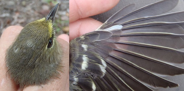 Thick-billed vireo adults with white head feathers (left: image taken 9/18/2010) and with a white primary covert (right: image taken 1/17/2013) - Thick-billed Vireo - 