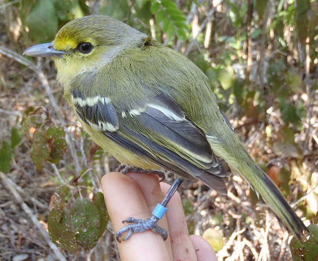 Newly banded Thick-billed Vireo perched on finger - Thick-billed Vireo - 