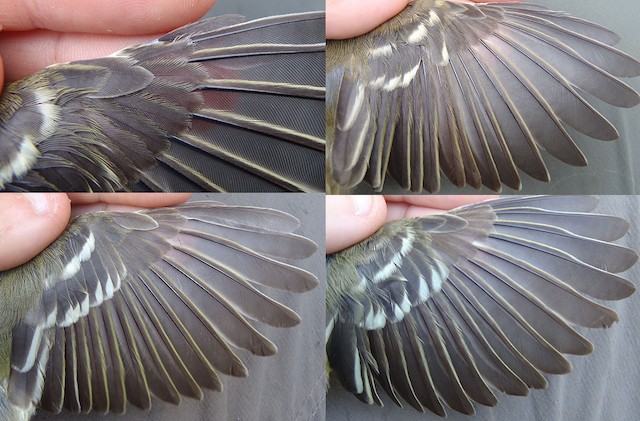 Thick-billed Vireo hatch-year molt limit. Top Left: s8-9, all median coverts, and inner/middle greater coverts fresh; rest of wing feathers were not replaced (image taken 1/12/2013); Top Right: all wing feathers except s1 and p1 fresh (image taken 10/29/2012); Bottom Left: primary coverts (image taken 9/29/2012); Bottom Right: more typical exmaple of MY molt limit: p6-10 and s7-9, all median and greater coverts, and alula fresh (image taken 1/5/2013) - Thick-billed Vireo - 