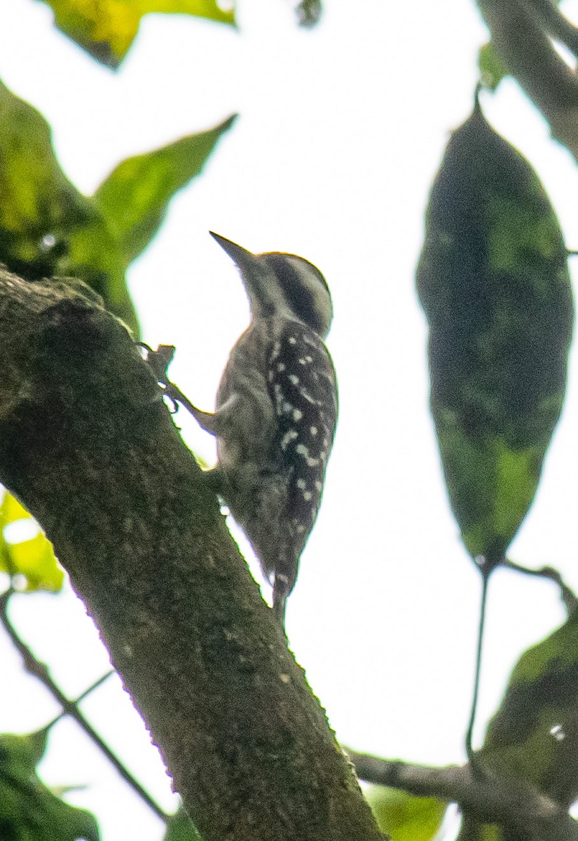 Sunda Pygmy Woodpecker - ML505057561