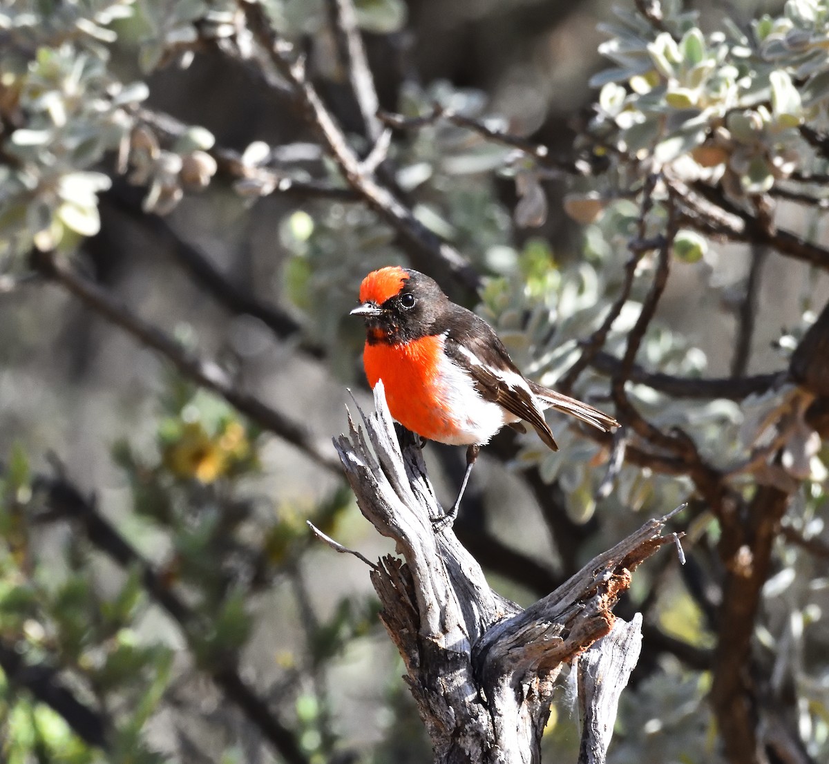 Red-capped Robin - ML505064451