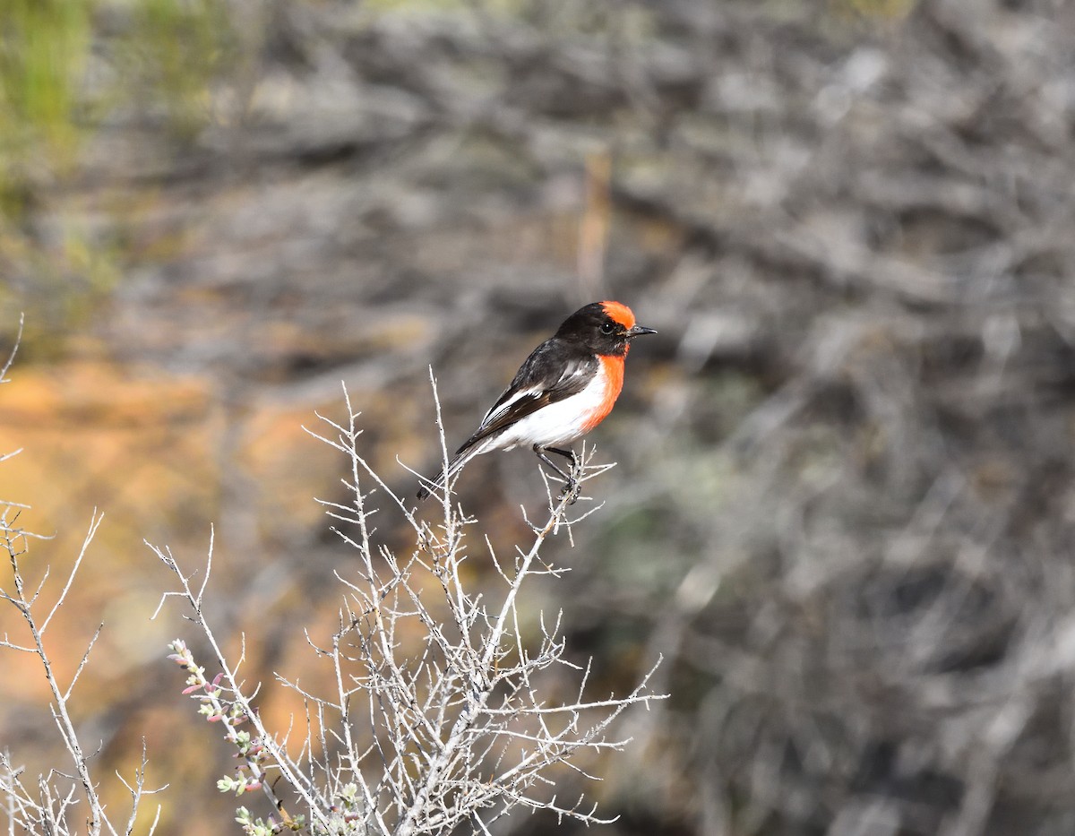 Red-capped Robin - ML505064461