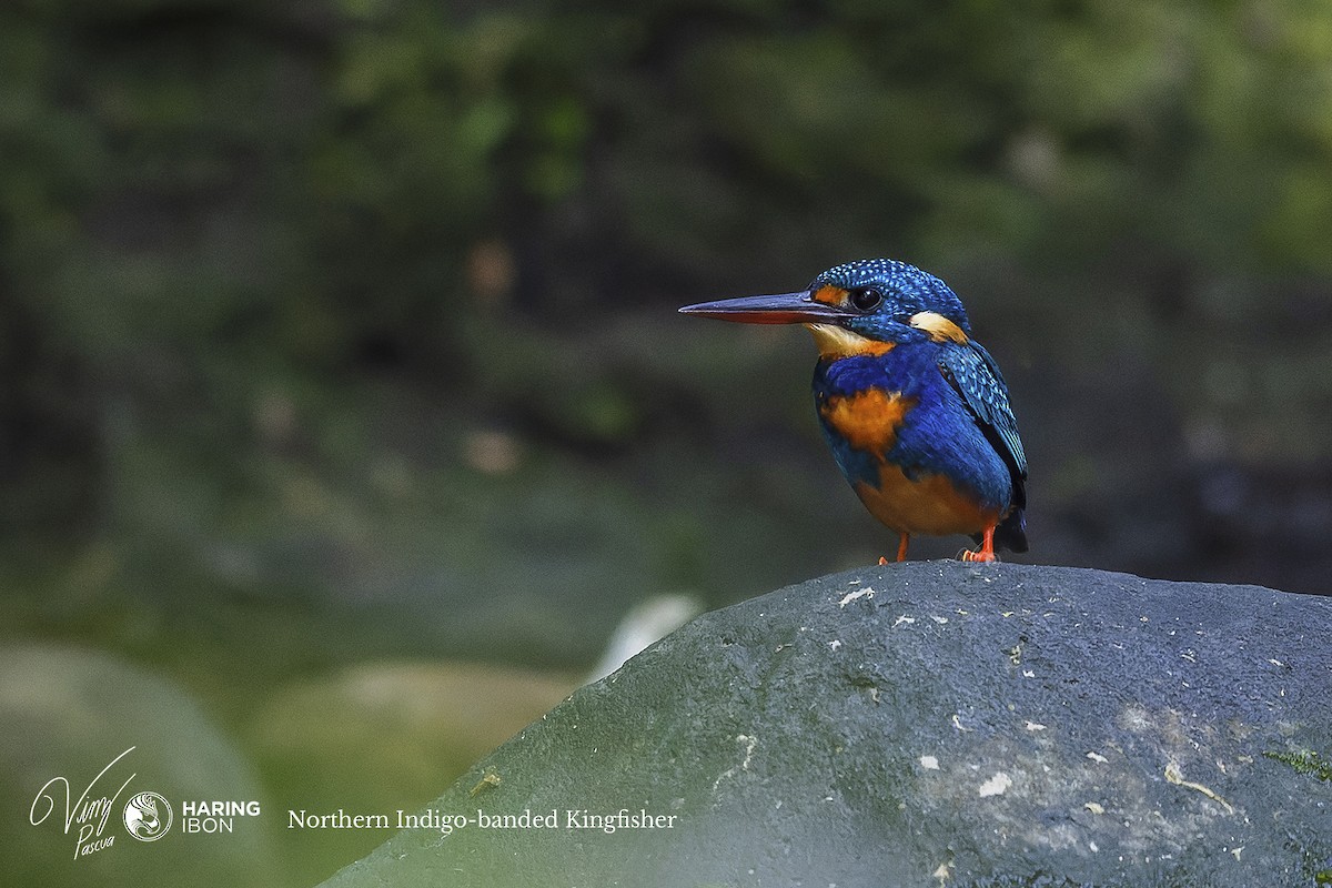 Indigo-banded Kingfisher (Northern) - Vinz Pascua