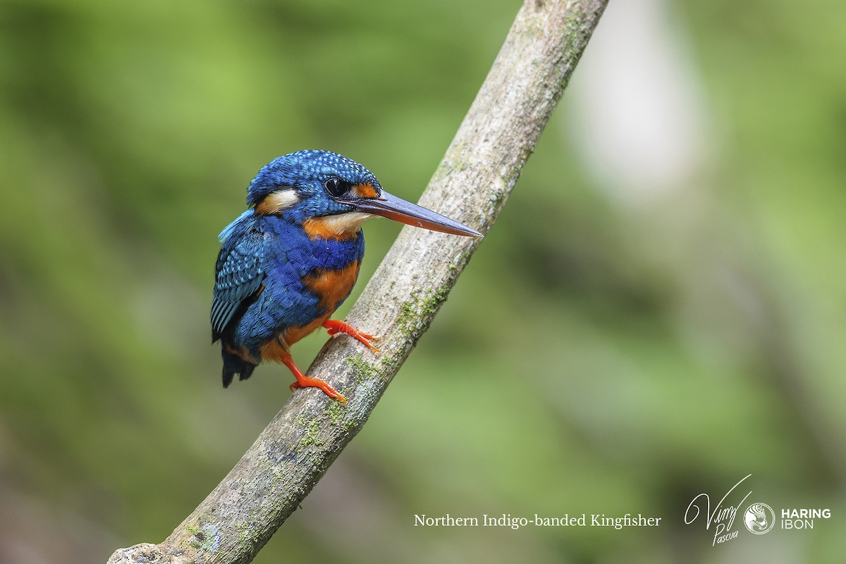 Indigo-banded Kingfisher (Northern) - ML505065091