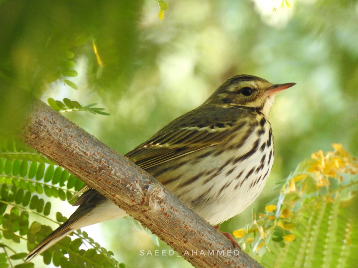 Olive-backed Pipit - ML505068031