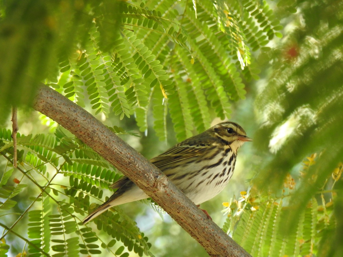 Olive-backed Pipit - ML505068231
