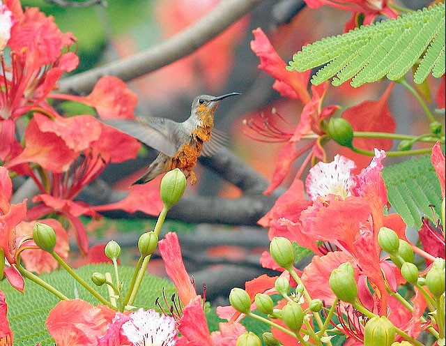 Tumbes Hummingbird caked with pollen - Tumbes Hummingbird - 