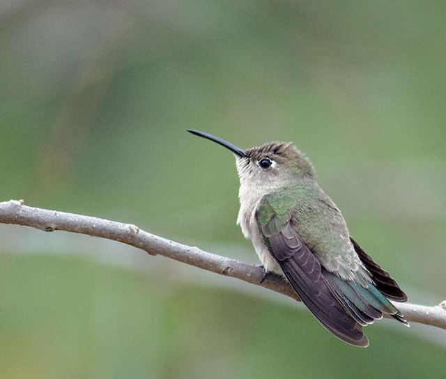  - Tumbes Hummingbird - 