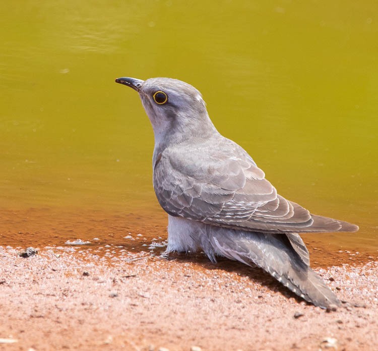 Pallid Cuckoo - Hoeckman's Wildlife