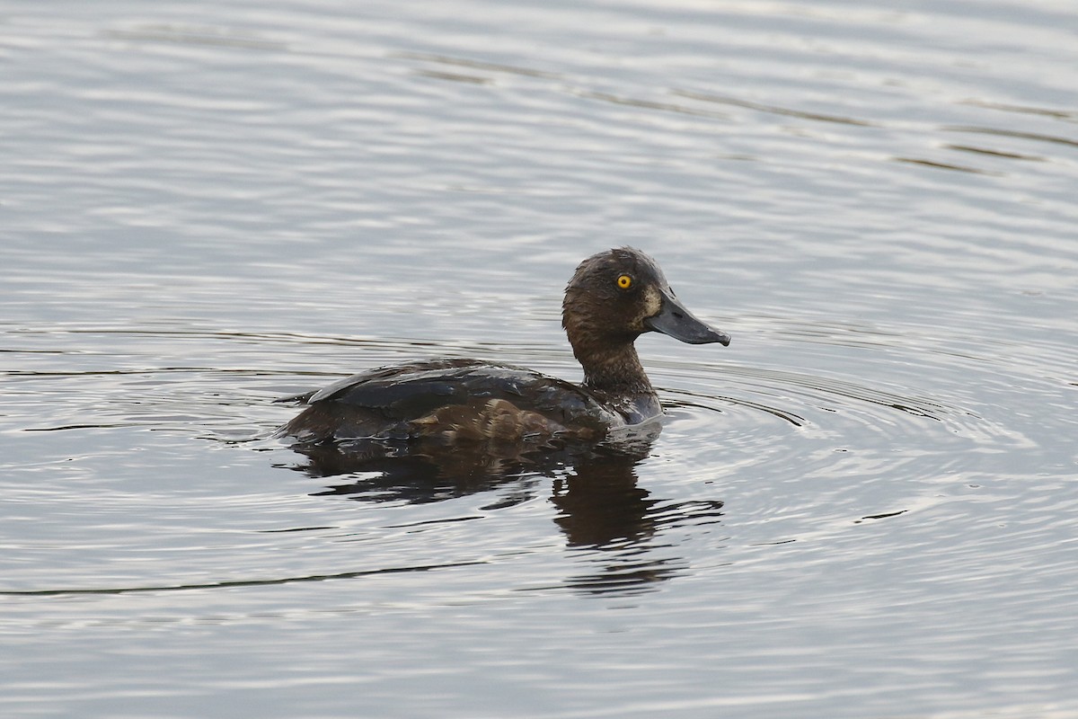 Tufted Duck - ML505090021