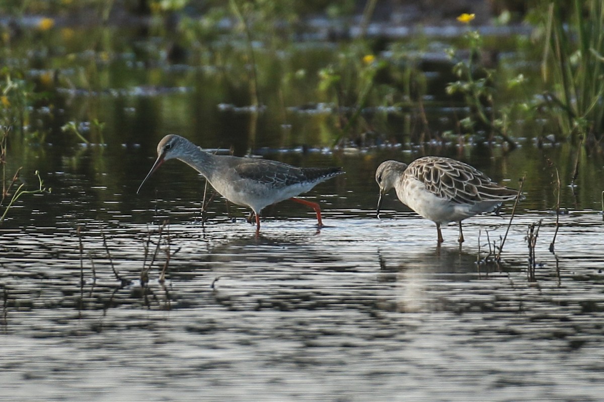 Spotted Redshank - ML505093291