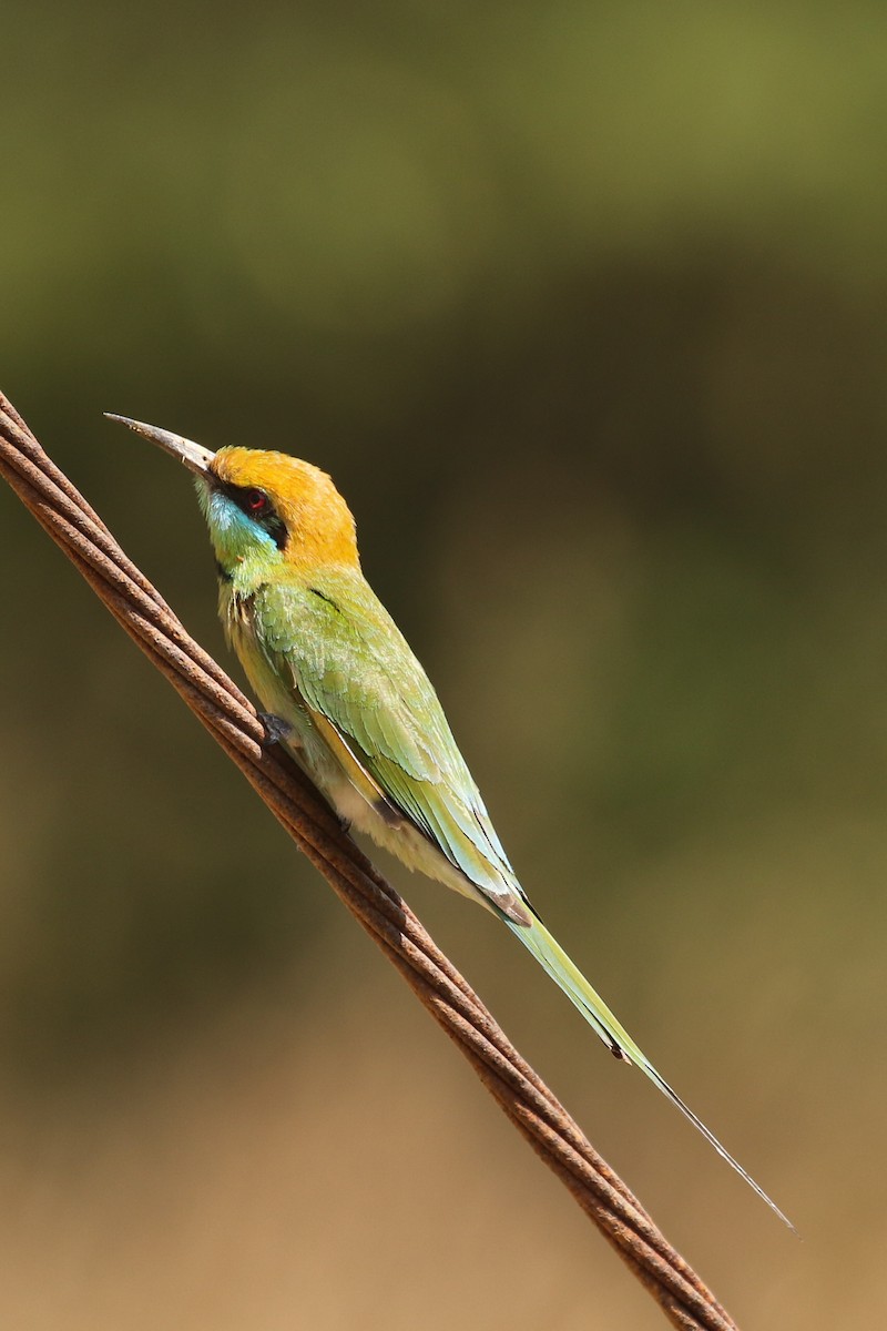 Asian Green Bee-eater - Frank Thierfelder