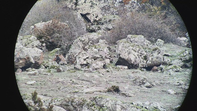 חכלילית סלעים (מזרחית) - ML505096991