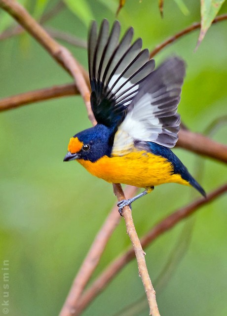 Violaceous Euphonia (subspecies rodwayi) male - Violaceous Euphonia - 