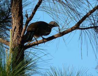 Plain Chachalaca, ML505105151