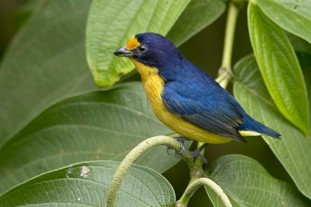 Violaceous Euphonia (subspecies rodwayi) male - Violaceous Euphonia - 