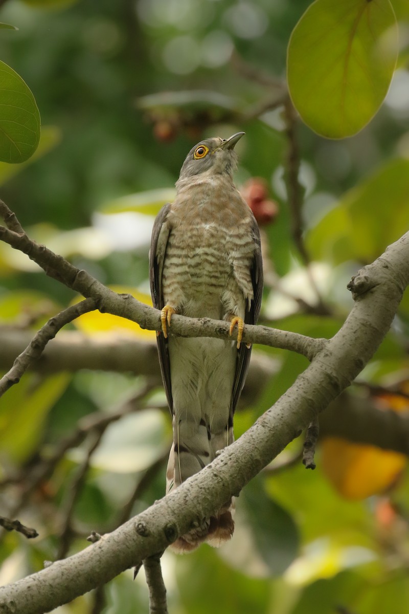 Common Hawk-Cuckoo - ML505106861