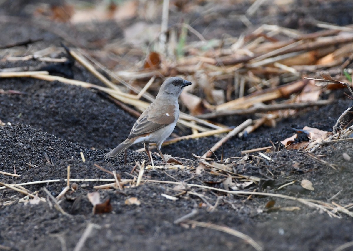 Northern Gray-headed Sparrow - ML505110961