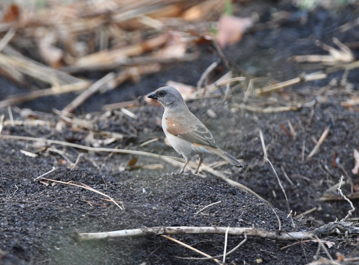 Northern Gray-headed Sparrow - ML505111021